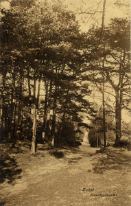 16336 Gezicht op een pad met naaldbomen in het Zeister Bosch te Zeist.